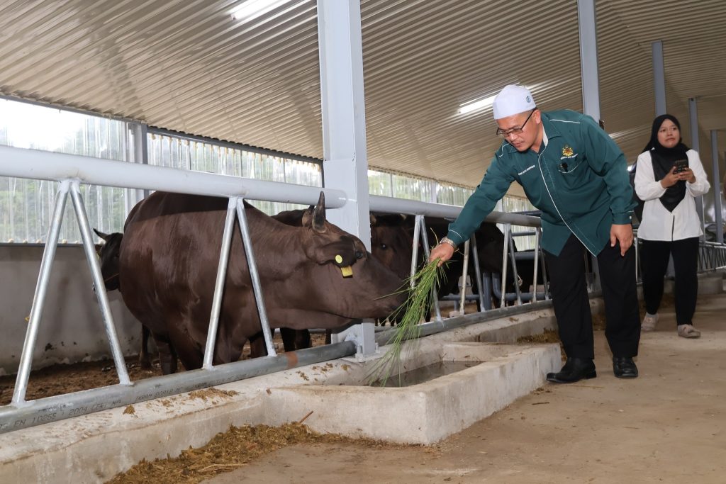 Lembu Wagyu Kelantan (Kelgyu)