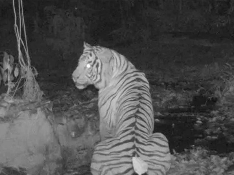 malayan tiger southern thailand