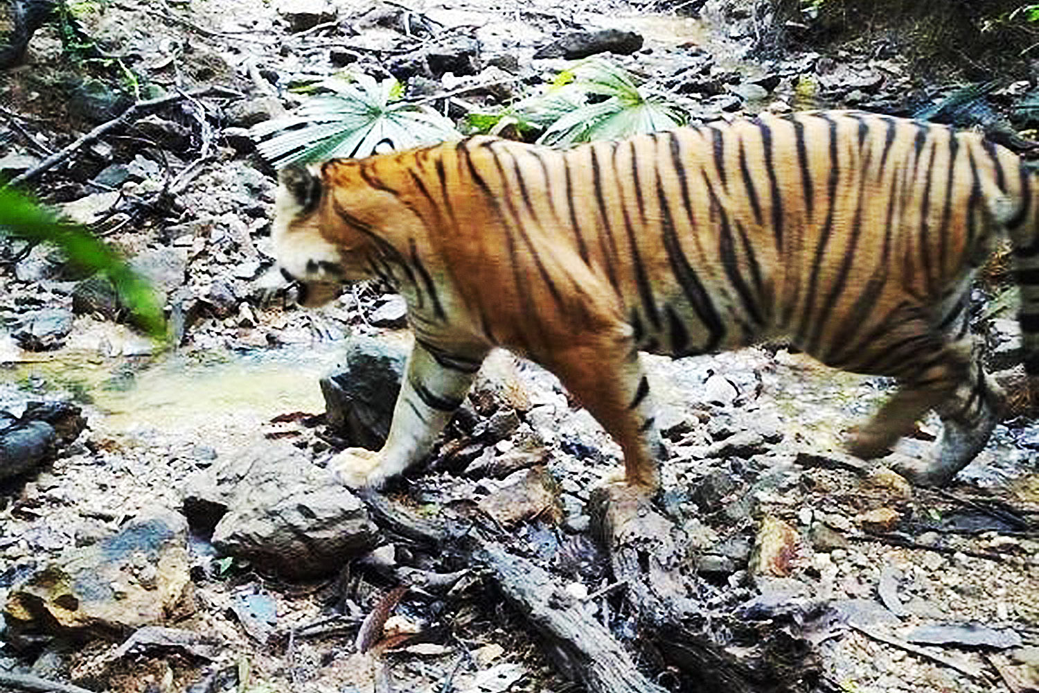 Critically endangered Malayan tiger spotted again in Southern Thailand