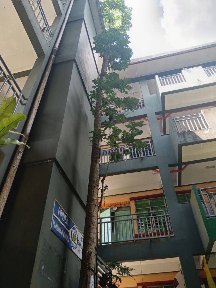 Bottom view of a tall papaya tree growing in the student dormitory area of SMK Julau 2.