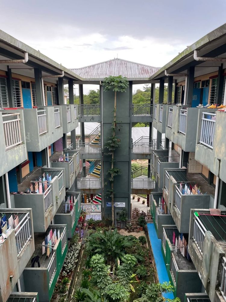 The tall papaya tree growing in the student dormitory area of SMK Julau 2 that went viral on social media.