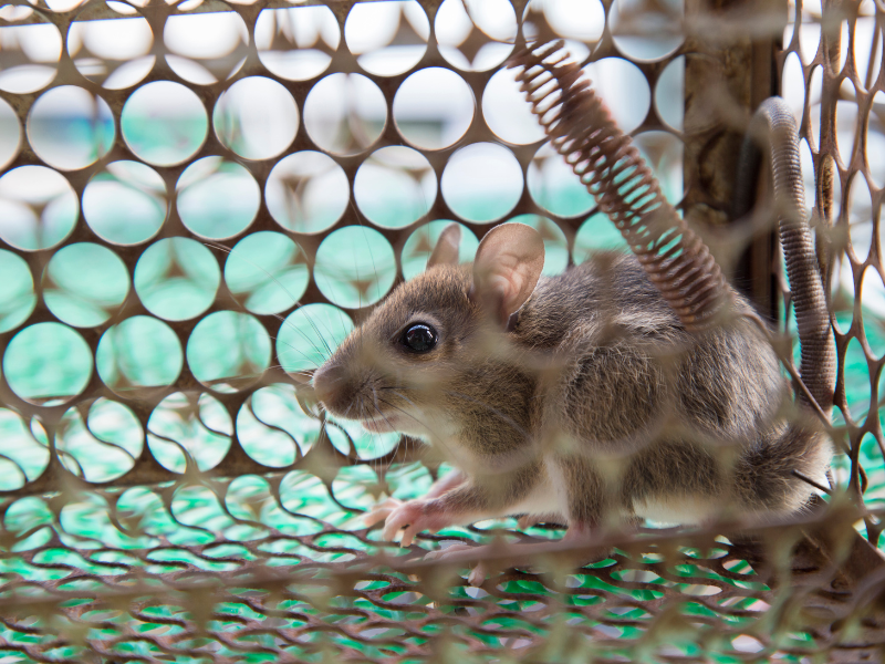 DBKK comes up with plan to curb the rodent infestations in the city.