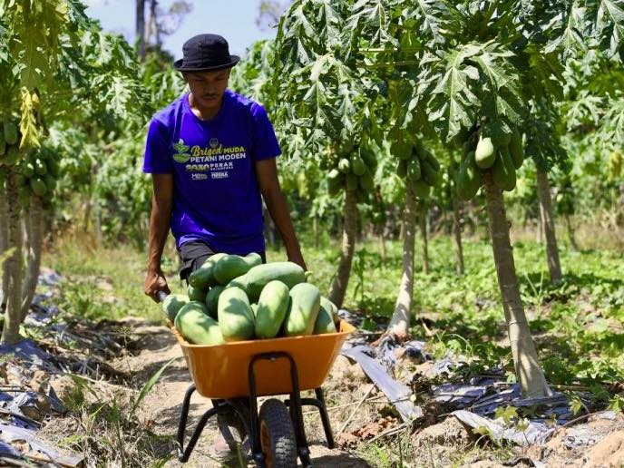 24 Muhammad Qayyum Zunkurnain from Kuala Kangsar earns RM13,000 monthly by farming papayas and bananas