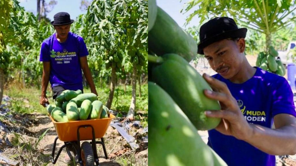 This 24-year-old farmer makes RM13K a month farming papayas & bananas