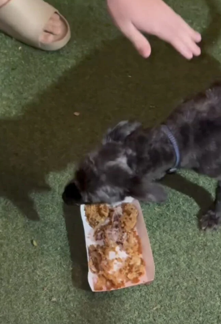 Feeding the stray with leftover chicken meat. 