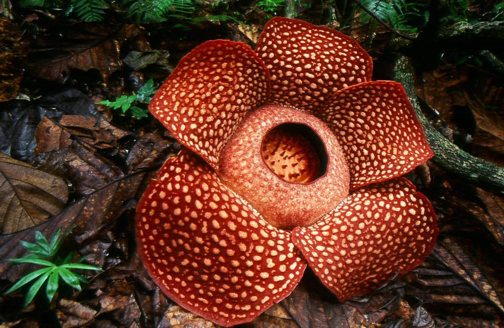 Machang MP Wan Ahmad Fayhsal Wan Ahmad suggested that Rafflesia should be renamed to reflect Malaysia’s independence and identity