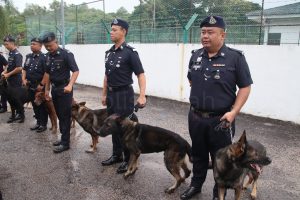 Police officers line up with their K9 partners, showcasing the bond between handlers and service dogs