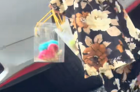 After the wedding celebration, all the guests carried boxes with colorful baby chicks inside