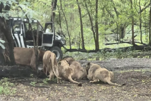 bangkok lion attack zookeeper