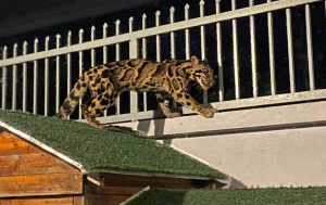 clouded leopard spotted at kuala lumpur home