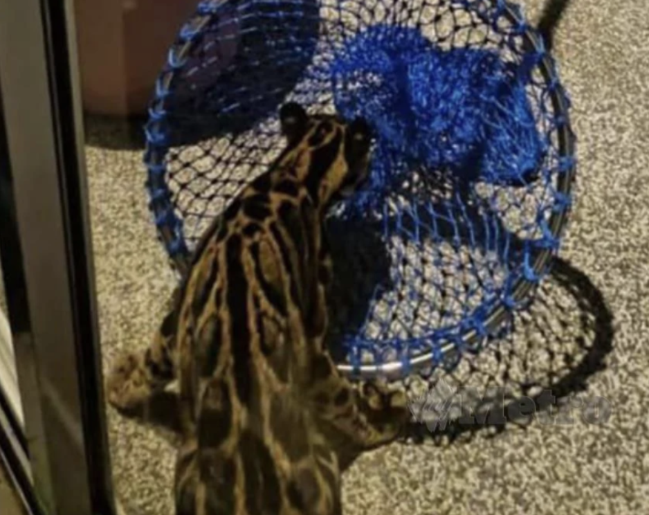 clouded leopard caught in kuala lumpur