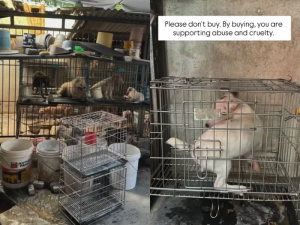 Over 60 dogs trapped in backyard breeding