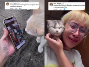 Thai woman finds lost cat Lamut with help from stray cats
