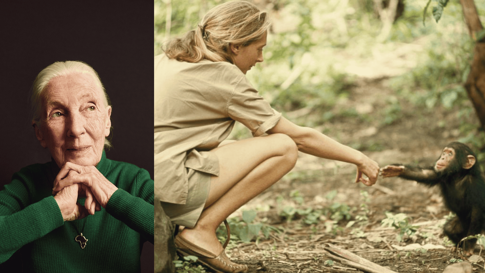 Beloved Chimpanzee Expert And Conservationist Dr Jane Goodall Passes