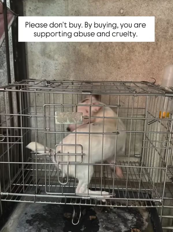 The rescue team urged public to stop buying the dogs