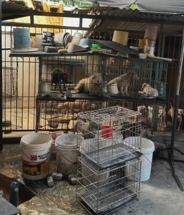 The dogs are kept in small filthy cages