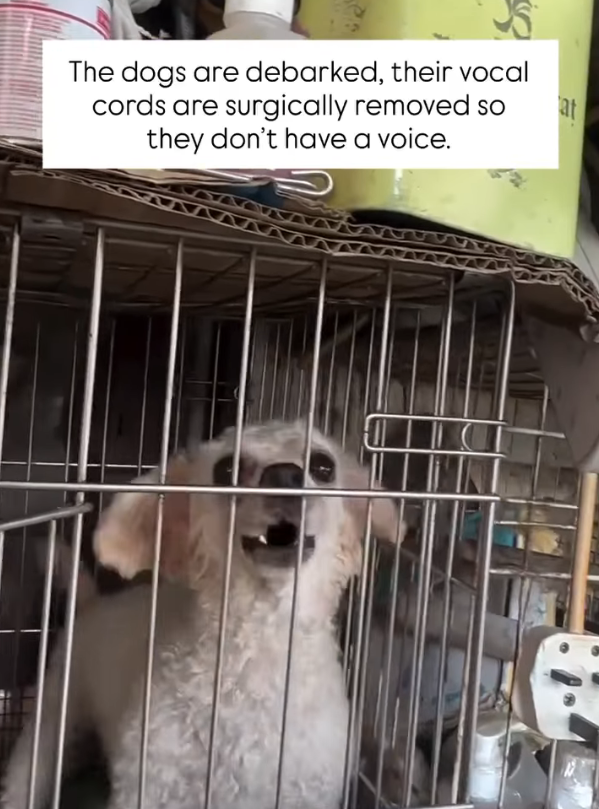 The dogs' vocal cords are surgically removed