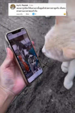 A Thailand woman was seeking help from stray cats to find Lamut