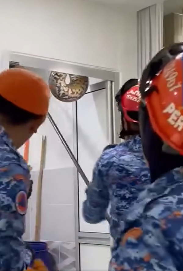 The Civil Defense were trying to pull the reptile from the ceiling