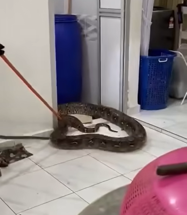 A python suddenly dropped from the ceiling, estimated to weigh around 60kg