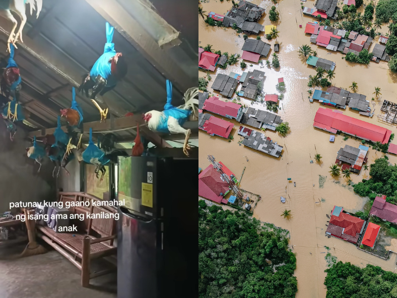 Typhoon survival: Family from Philippino uses fabric holders to protect chickens
