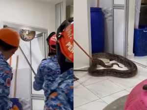 Kedah family shocked to find 60kg Python in their bathroom ceiling