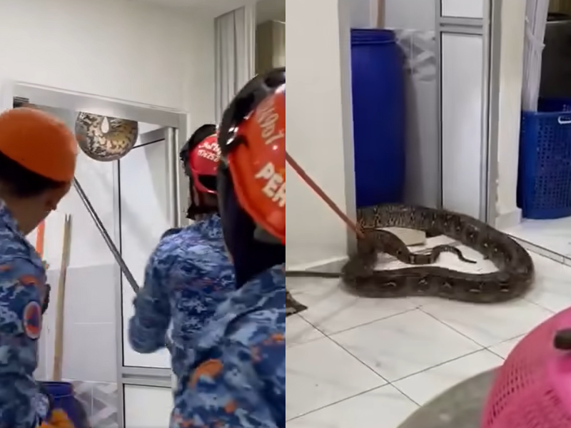 Kedah family shocked to find 60kg Python in their bathroom ceiling ...