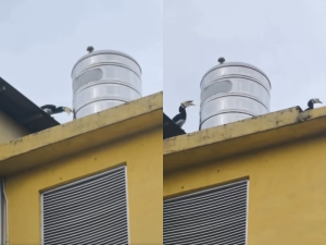 A hornbill caught pecking water tank like it's serious business