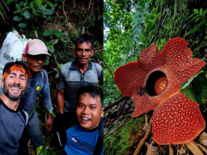 Oxford Uni dismisses efforts of Indonesian researchers who witnessed bloom of Raflessia