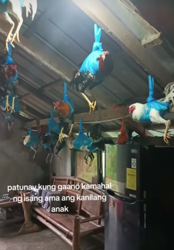 Screenshot from the video shows chickens secured in fabric holders, protecting them from typhoon
