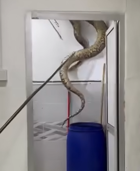 The bathroom's ceiling suddenly exposed the body of the reptile