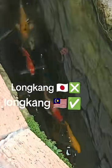 M'sian man shocked to see koi fish swimming in a residential drain