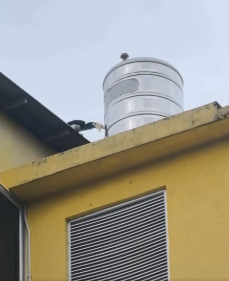 Screenshot from the video shows that the hornbill was pecking the water tank