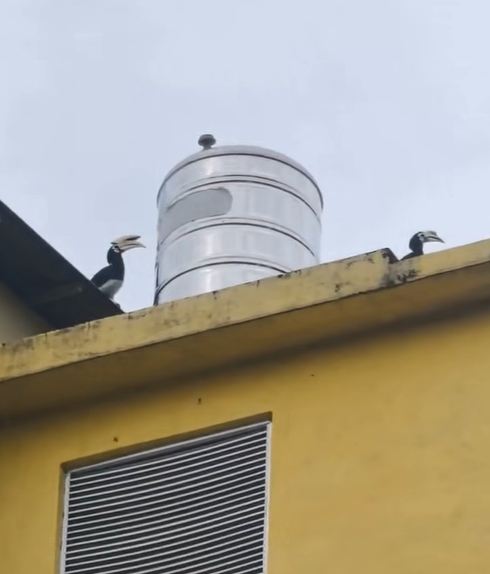 Screenshot from the video shows that a second hornbill joins the first

