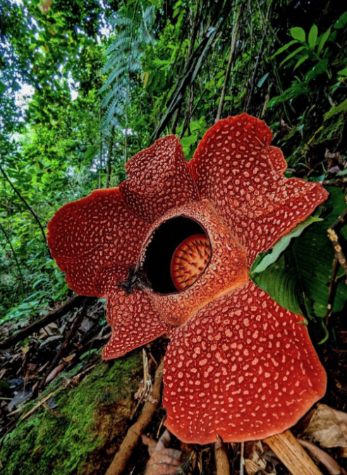 A blooming Rafflesia hasseltii, famously said to be seen more by tigers than humans