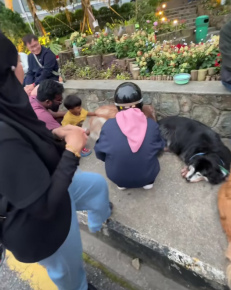 More bystanders taking turn to pet the dogs