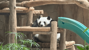 new giant panda malaysia