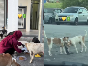 M'sian woman and her child break cultural barriers for caring stray dogs