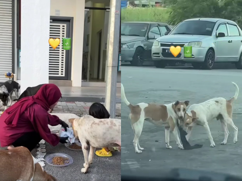 A Malaysian mum and her kid show love to stray dogs