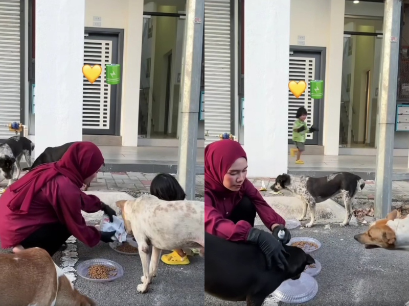 Airis was petting the dogs with gloved hands and using what appears to be anti-flea spray