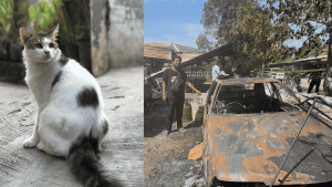 cat saves family from fire