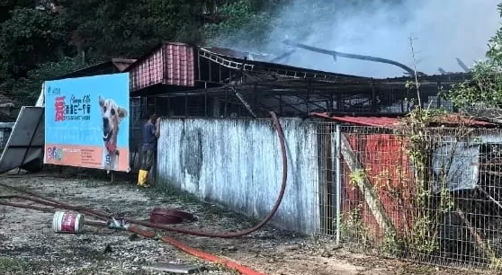 21 animals die in shelter fire, Perak animal shelter begs for donation to rebuild