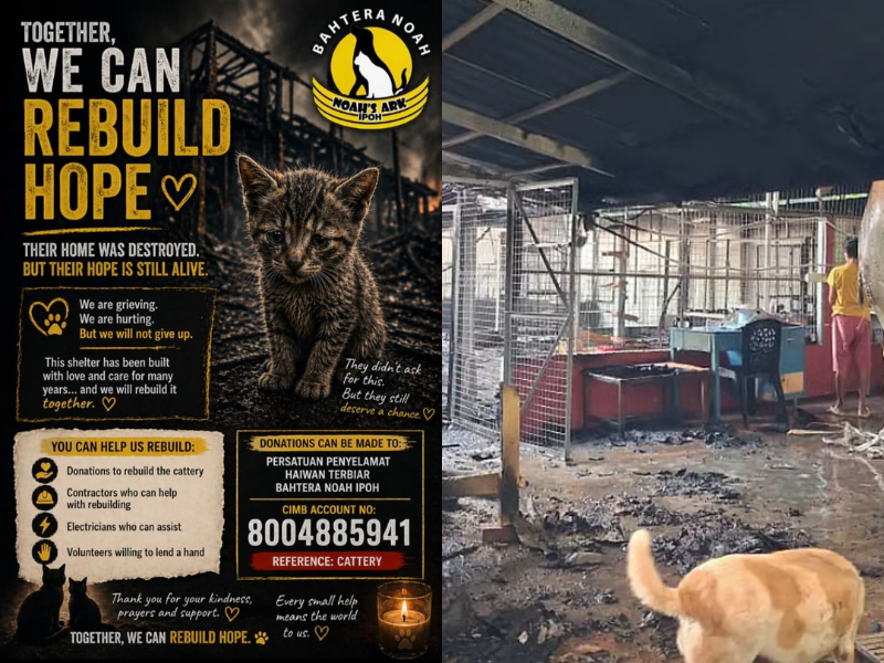 Tragedy strikes Perak animal shelter as 21 strays die in blaze, donations urgently needed