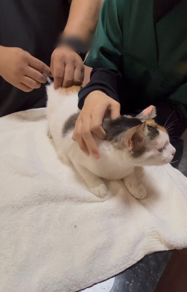 Image from: Wangsa Maju LRT’s famous cat ‘Cantik’ retires after 12 years, now living indoors