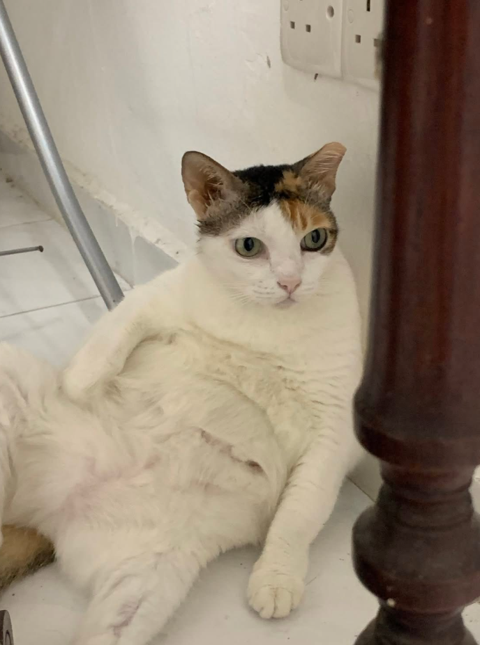 Image from: Wangsa Maju LRT’s famous cat ‘Cantik’ retires after 12 years, now living indoors