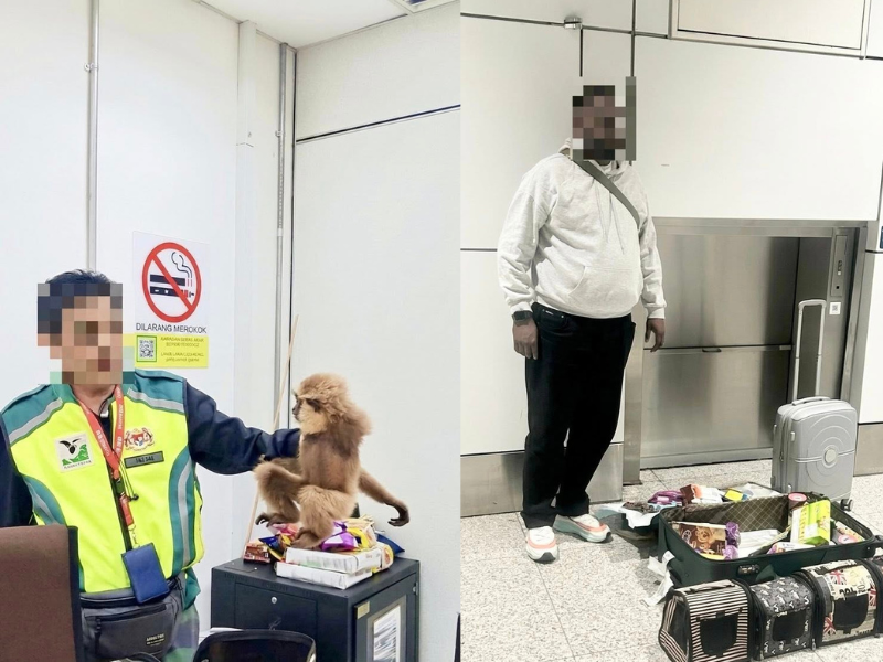 6 Live Gibbons Rescued After Alleged Wildlife Smuggling Attempt in KLIA