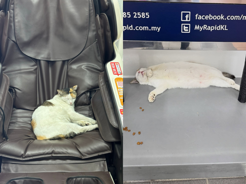 Wangsa Maju LRT’s famous cat ‘Cantik’ retires after 12 years, now living indoors
