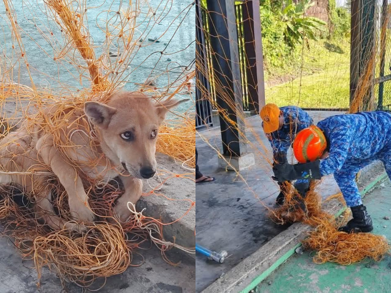 Stray dog rescued after getting trapped on futsal court net in Sarawak