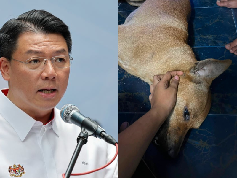 “No animal deserves this”: Rocky’s death sparks outrage, Nga orders probe as DVS investigates animal cruelty
