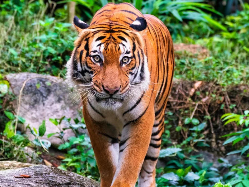Conservationists call for urgent action as malayan tigers face extinction, with fewer than 150 left in the wild